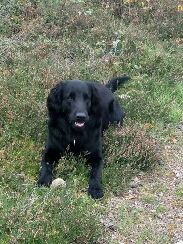 Hund - Athos, en 5-rig  Flatt Coated Retriver