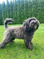 Hund som heter Enja Hund som heter Enja