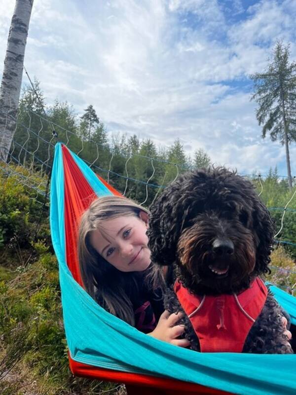 Hund - Spansk vannhund på snart 6 år Hund - Spansk vannhund på snart 6 år