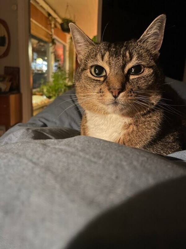 Katt - Samsam Katt - Samsam