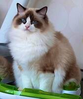 Ragdol katt Ragdol katt