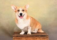 Welsh Corgi Pembroke 