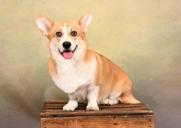 Hund - Welsh Corgi Pembroke 