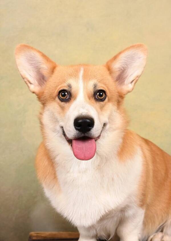 Hund - Welsh Corgi Pembroke 