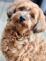 Havapoo  Havapoo