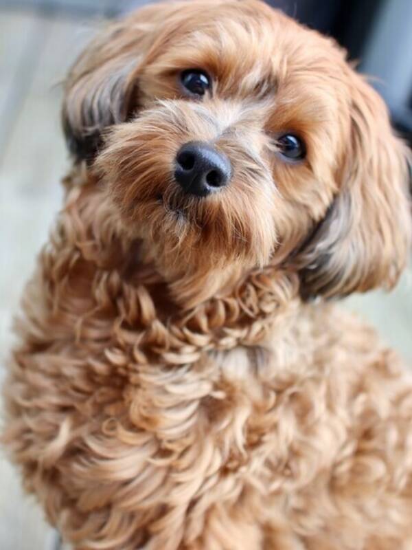 Hund - Havapoo  Hund - Havapoo