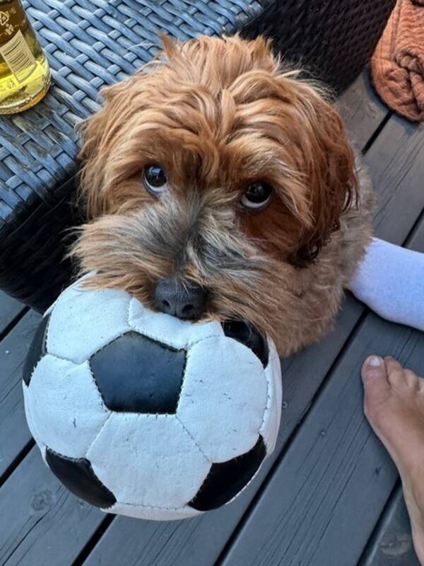 Hund - Havapoo  Hund - Havapoo