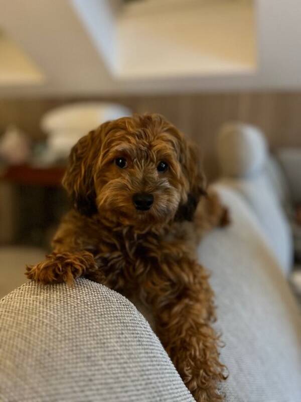 Hund - Havapoo  Hund - Havapoo