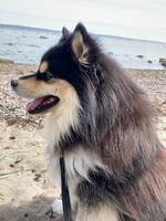 Finsk lapphund Finsk lapphund