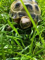 Rysk stäppsköldpadda Kiwi Rysk stäppsköldpadda Kiwi