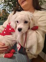 Cavapoo tik, Daisy Cavapoo tik, Daisy