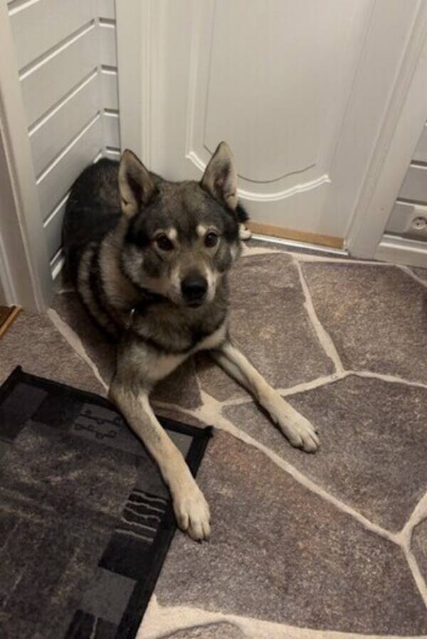 Hund - Jämthund Hund - Jämthund