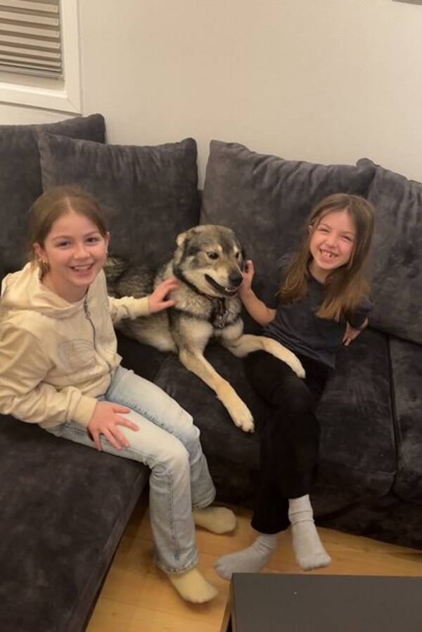 Hund - Jämthund Hund - Jämthund