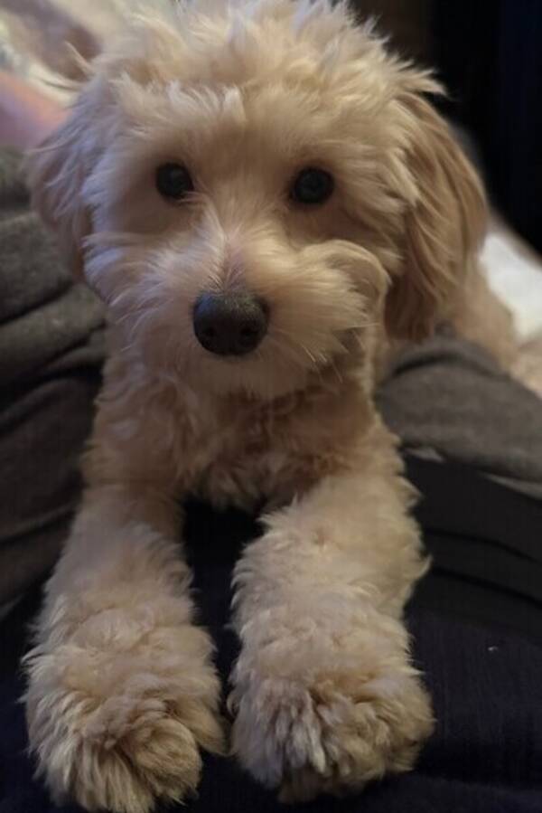 Hund - Maltipoo