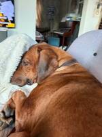 Rodishen richbaken cindy Rodishen richbaken cindy