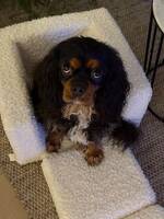 Cavaliern Frank Cavaliern Frank