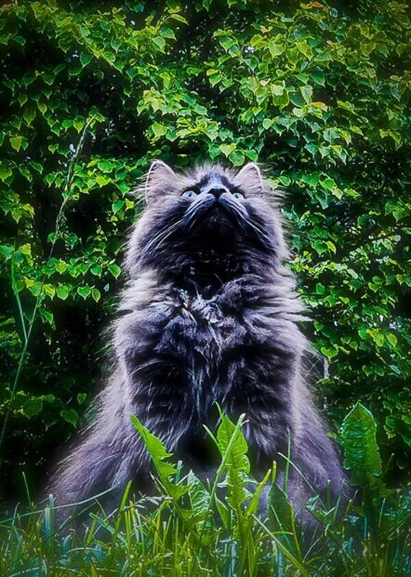 Katt - Izzy Katt - Izzy