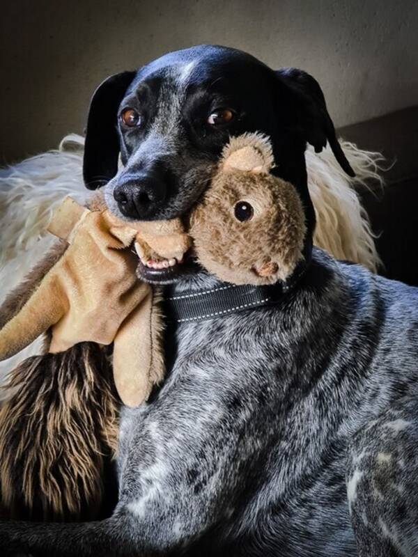 Hund - Puky Hund - Puky