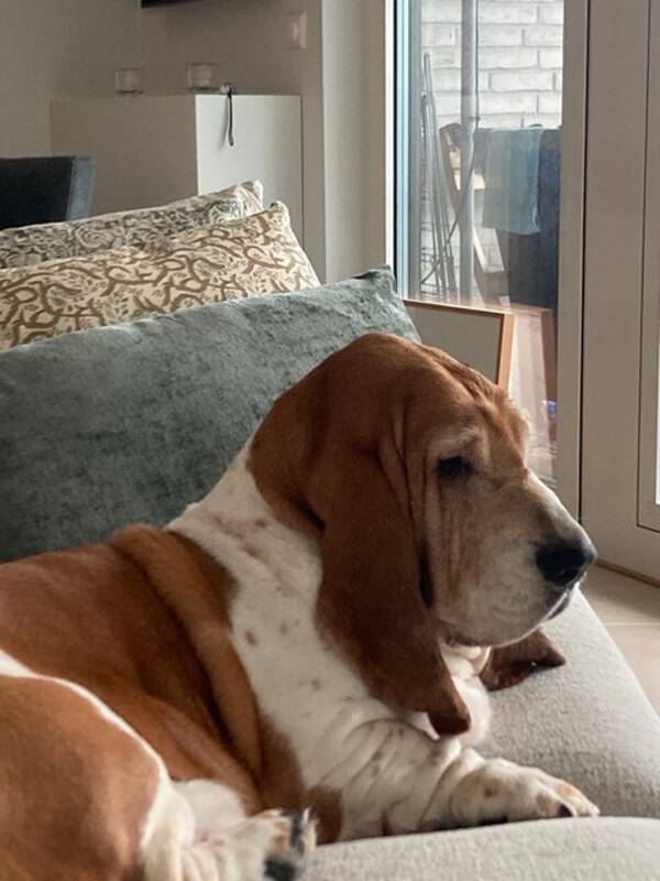 Hund - Basset Hound Charlie 7 r