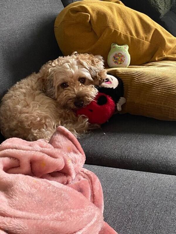 Hund - Havapoo Hund - Havapoo