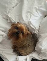 Yorkshireterrier Bianca Yorkshireterrier Bianca