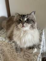 Mimmi, Ragdoll Mimmi, Ragdoll