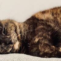 Polly katt Polly katt