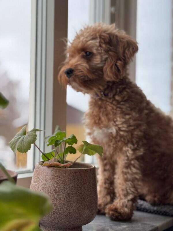 Hund - Cavapoo