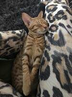 Nemo är en Ocicat Nemo är en Ocicat