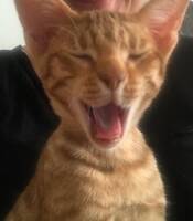 Nemo (samma som bild ovan) Nemo (samma som bild ovan)