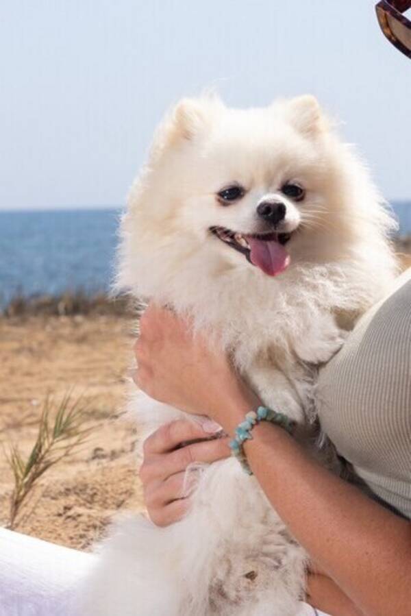 Hund - Coco the Pom