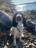 Cockerspanieln Molly