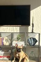 Franska bulldogen Solo Franska bulldogen Solo