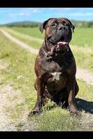 Gårds-vakthunden Nikko Gårds-vakthunden Nikko