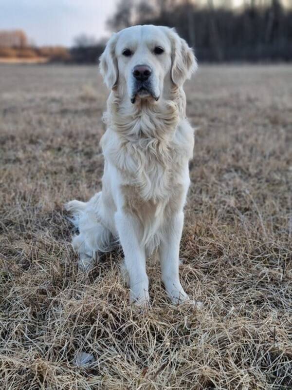 Hund - Golden retrievern Alfons