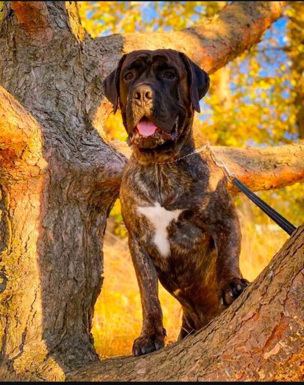 Hund - Cane Corso Alfred