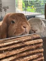 Smoothie och Snöflinga dvärgvädurar Smoothie och Snöflinga dvärgvädurar