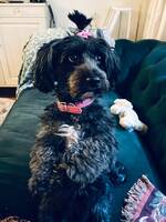 Bichon Havanais Bichon Havanais