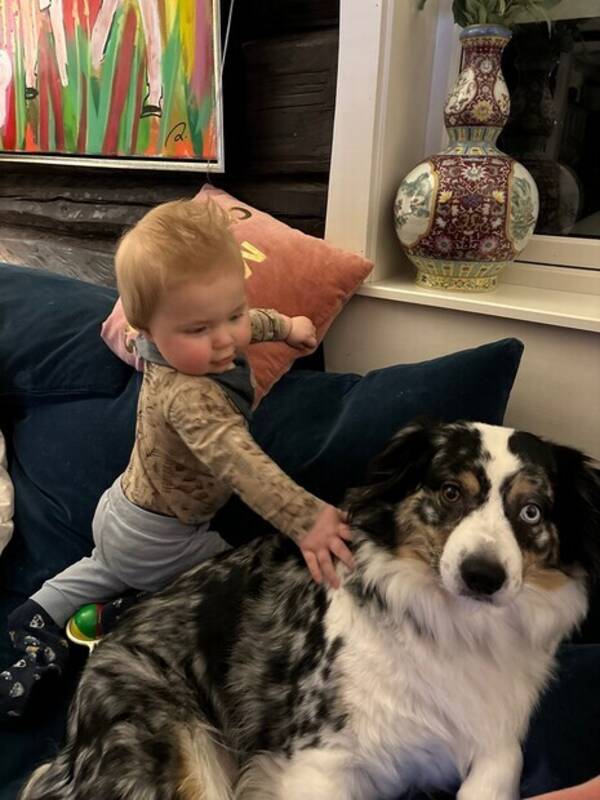 Hund - Bet American min. shepard Hund - Bet American min. shepard