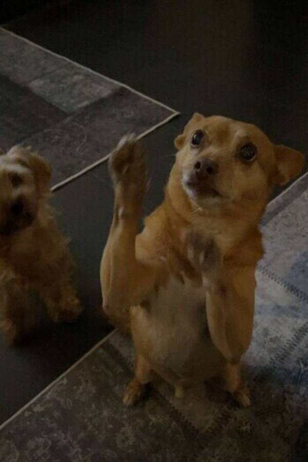 Hund - Trofasta Chicko katten Katten Hund - Trofasta Chicko katten Katten