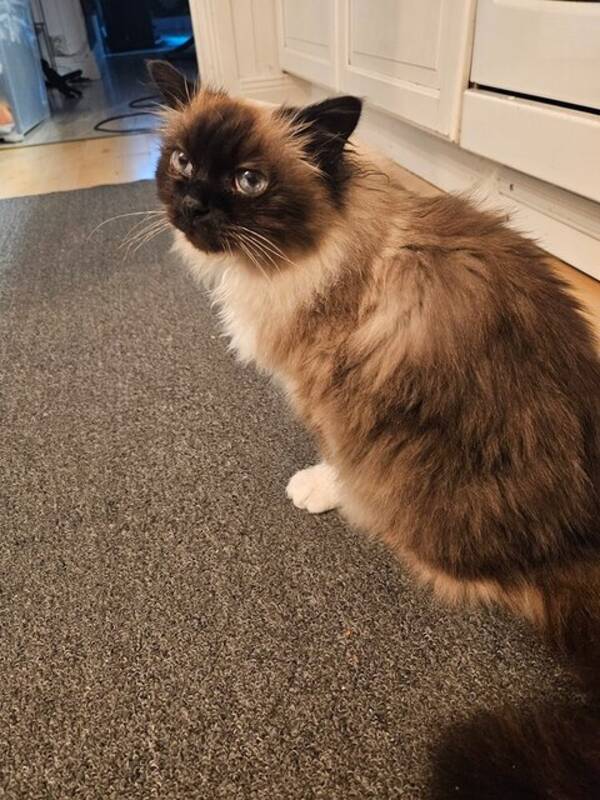 Hund - Trofasta Chicko katten Katten Hund - Trofasta Chicko katten Katten