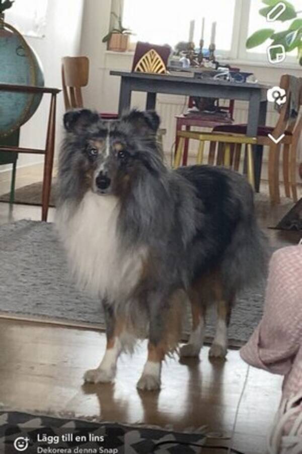 Hund - stor shetlands sheepdog