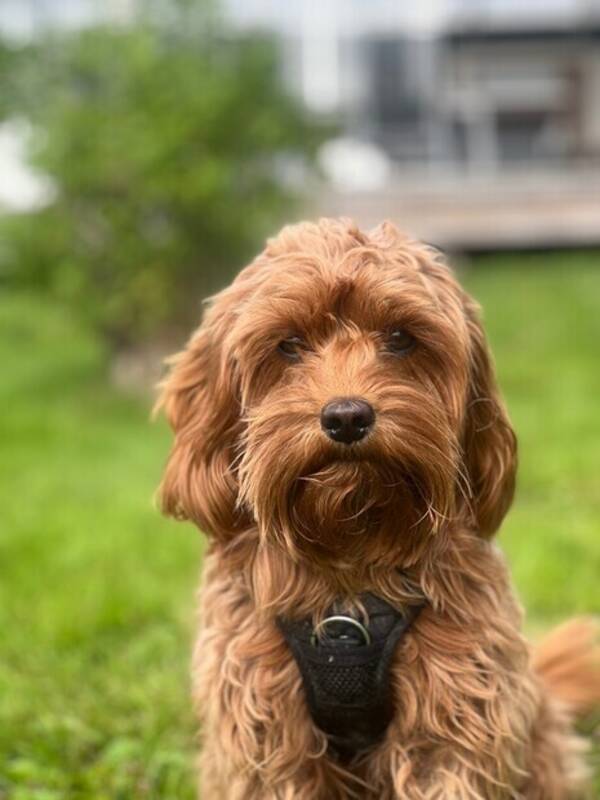 Hund - Cavapoo Bonzo