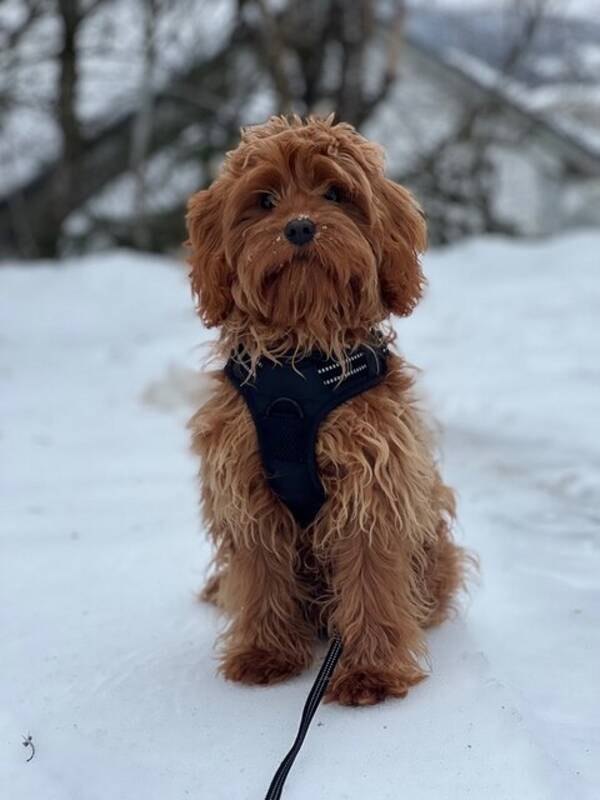 Hund - Cavapoo Bonzo