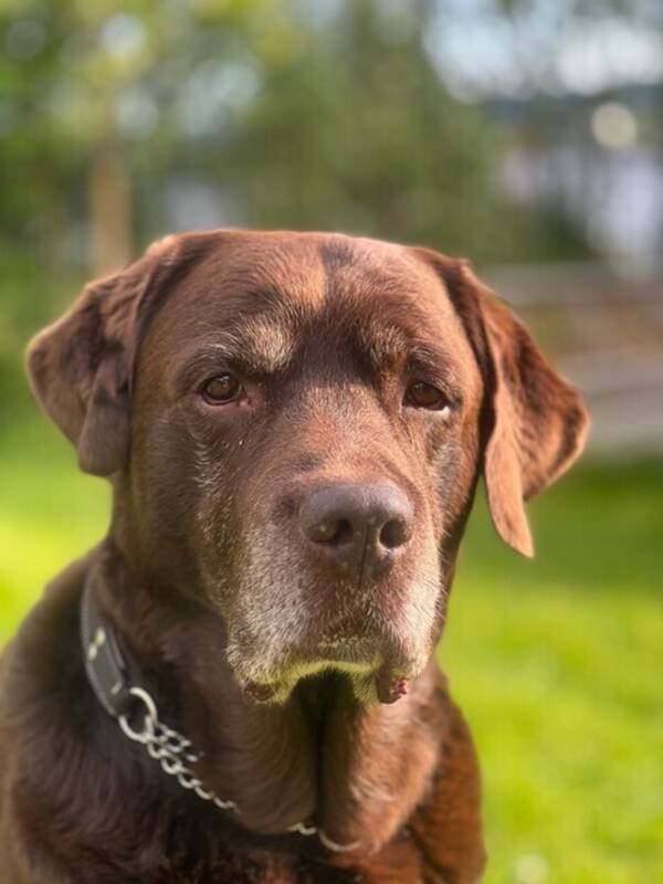 Hund - Labrador Morris 