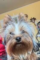 Yorkshireterrier 