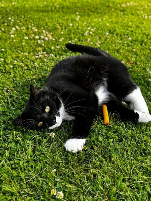 Katt - Susi Katt - Susi