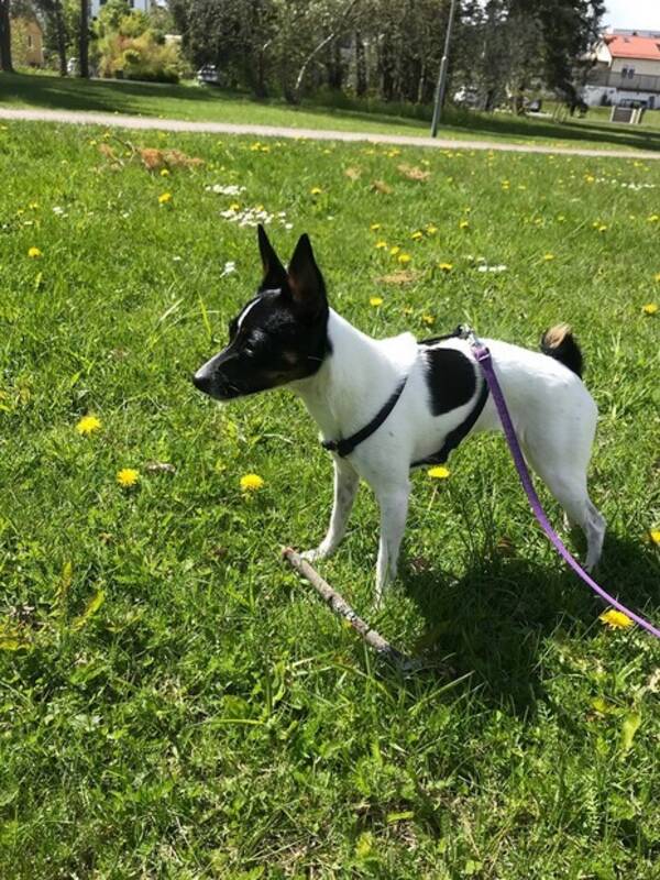 Hund - Tenterfield terrier