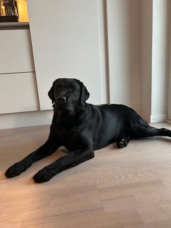 Hund - Labradoren Loke Hund - Labradoren Loke