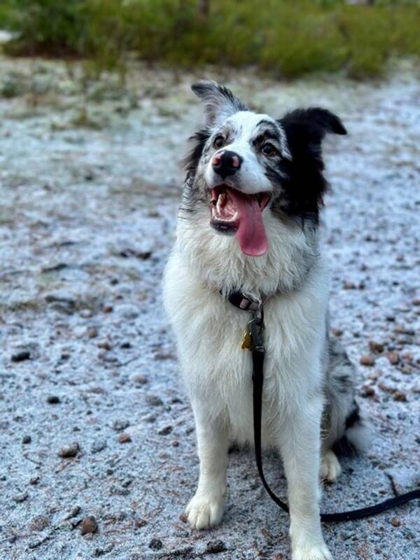 Hund - Australien shepherd 